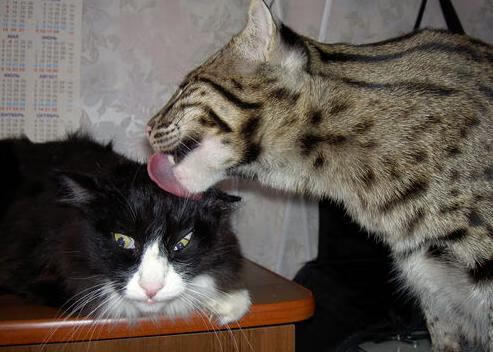 kaiyun 开云体育-【教士加强攻势】打线效率显著提升